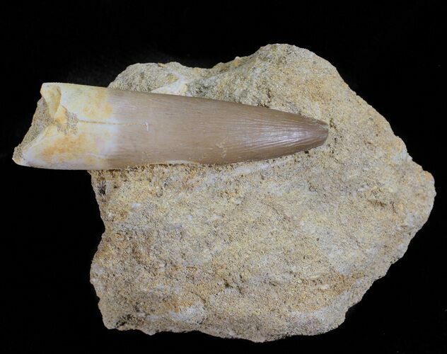 Fossil Plesiosaur (Zarafasaura) Tooth In Rock #61127